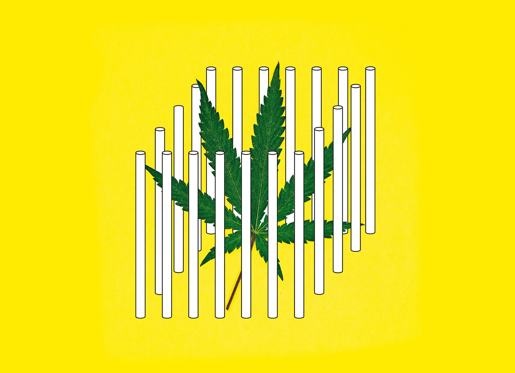 panorama 41 cannabis carcel horizontal